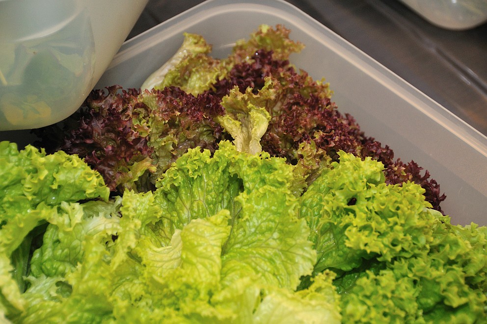 Frisee Salat